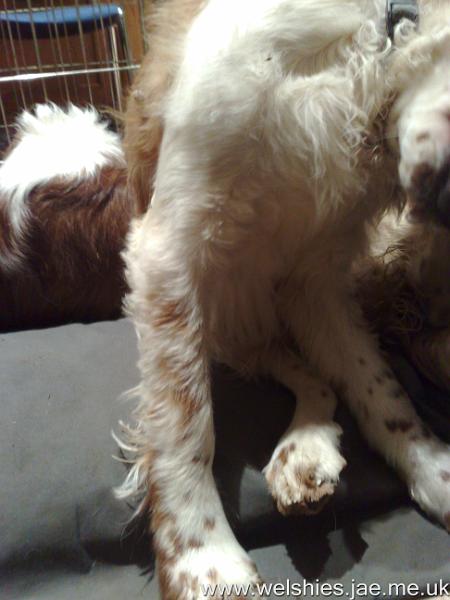 2009-12-10 04.jpg - Zen's leg at 2½ months after the op - fur, but no feathers